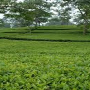 assam Tea estate (1)